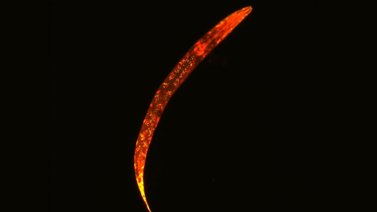 A fluorescently labeled Caenorhabditis elegans roundworm curving across a black background, its body glowing orange.