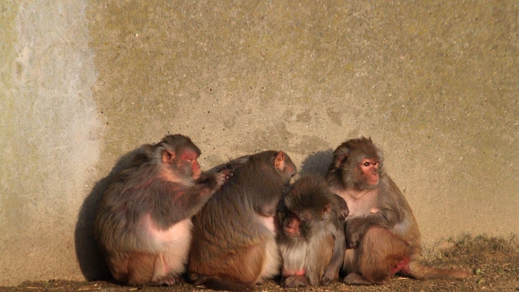 Four macaques sitting close together on the ground against a concrete wall, one grooming another.