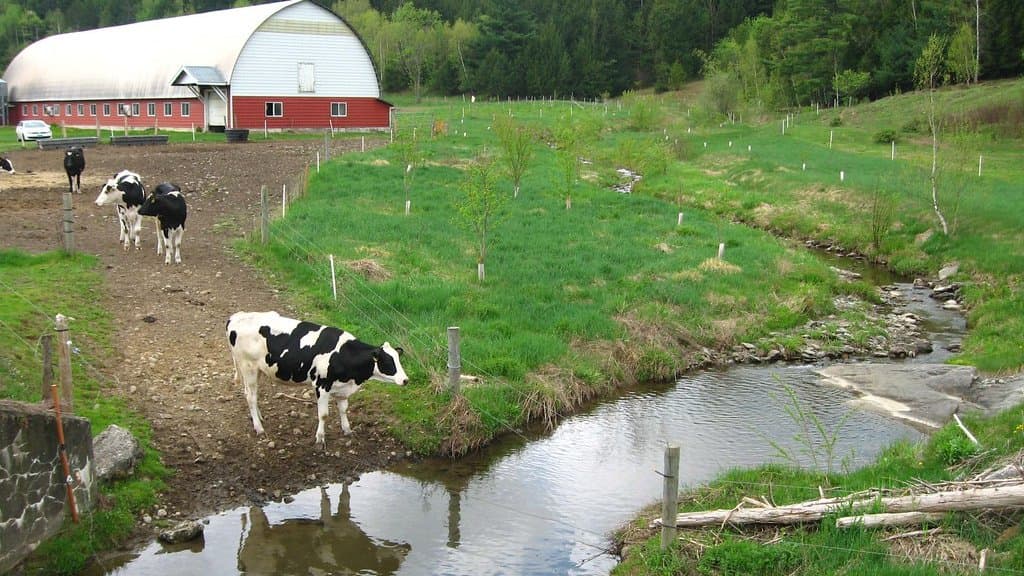 Dairy cattle in a fenced pasture beside a small stream on a Vermont farm, with a barn and a forested hillside behind.