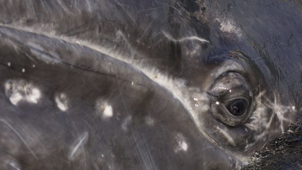 A wild gray whale surfaces close to the camera in Magdalena Bay, Mexico, showing its mottled head