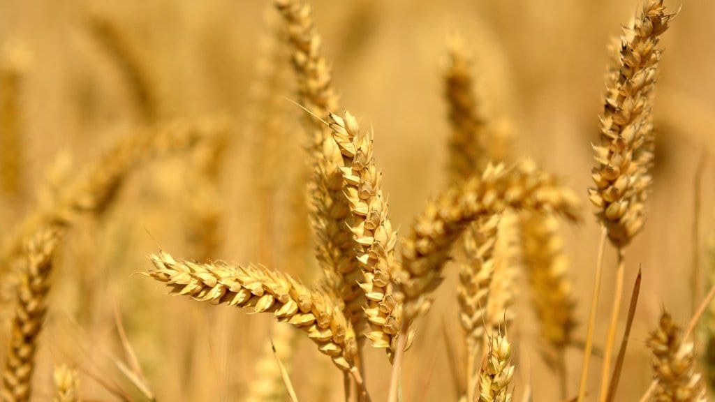 A ripening field of wheat under a bright sky