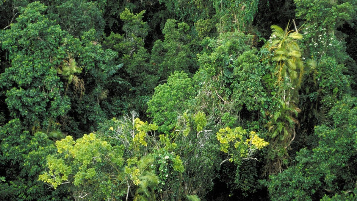 Dense tropical rainforest canopy seen from within the forest