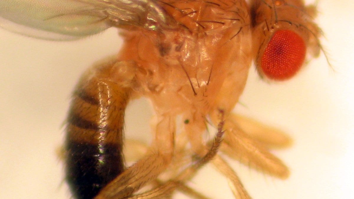 Close-up of an adult Drosophila melanogaster fruit fly with red eyes
