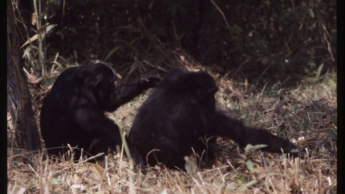 Two chimpanzees sitting together grooming each other