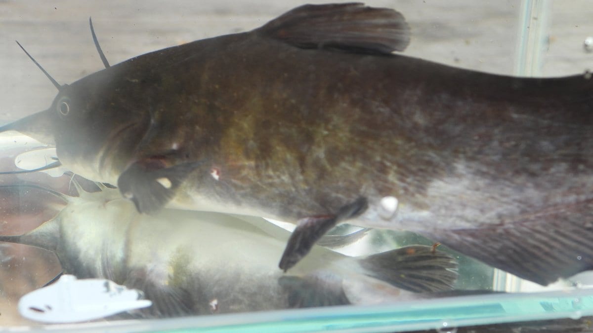 A brown bullhead catfish, a dark-skinned freshwater fish with barbels, held near the water surface