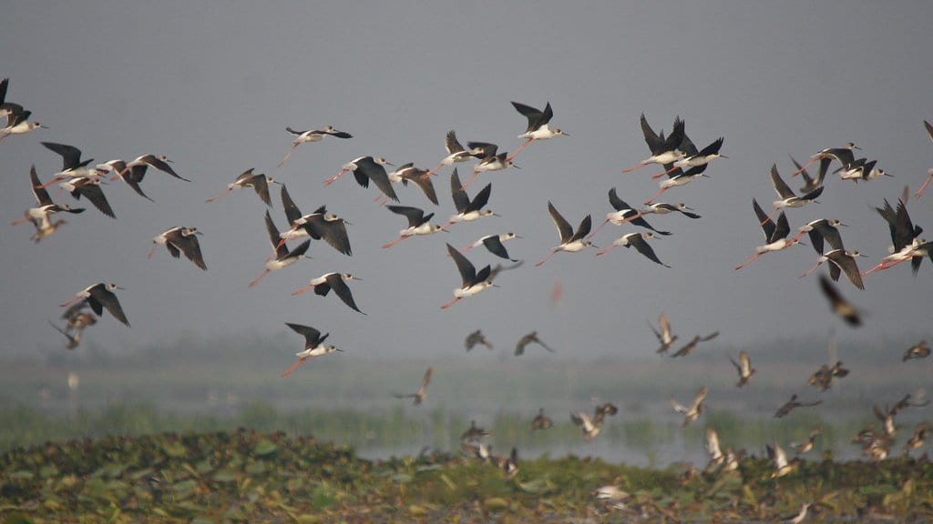 A large flock of migratory birds in flight against the sky