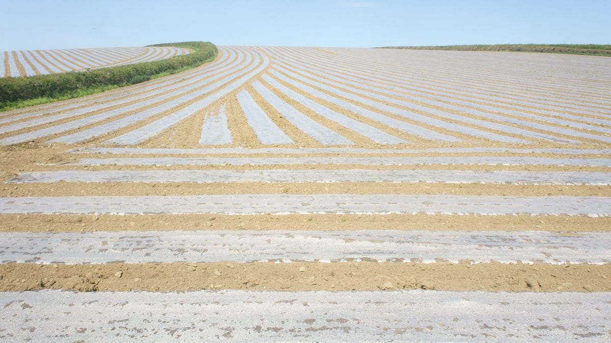 Rows of a farm field covered in strips of plastic mulch film stretching to the horizon