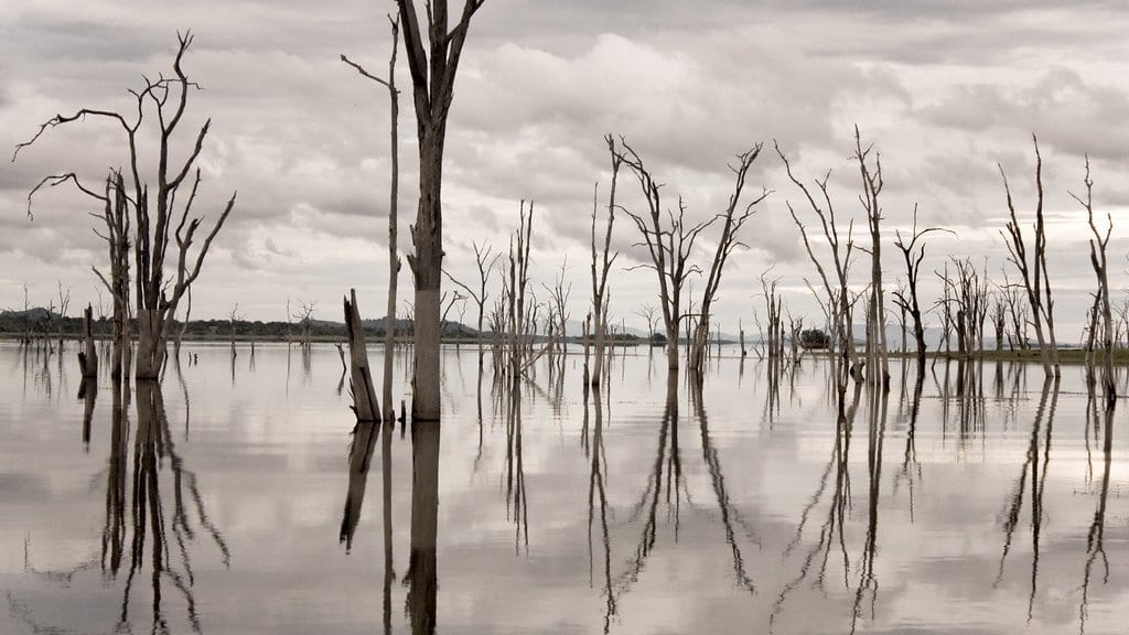Dead bleached tree trunks standing in the still, reflective water of Lake Kariba under a grey sky