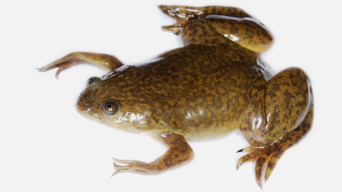 An African clawed frog, Xenopus laevis, underwater with its limbs spread