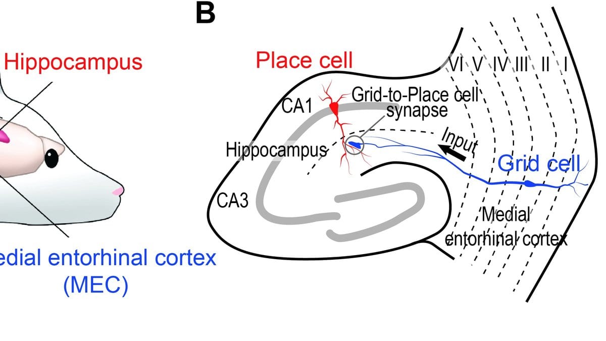 Labelled neuroscience diagram. At left, a drawing of a mouse's head with a pink-shaded region labelled Hippocampus in red and a blue label for the medial entorhinal cortex. At right, a schematic cross-section of the hippocampus in which a red place cell in area CA1 receives input from a blue grid cell in the medial entorhinal cortex across a grid-to-place cell synapse, with CA1, CA3 and the cortical layers marked.