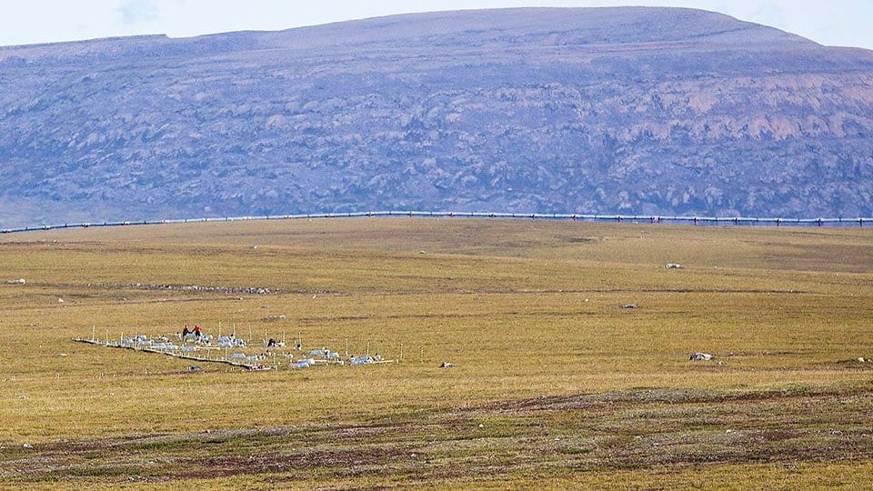 A wide expanse of open Alaskan tundra running to a low ridge, with a line of small experimental plot markers and the Trans-Alaska pipeline crossing the middle distance.