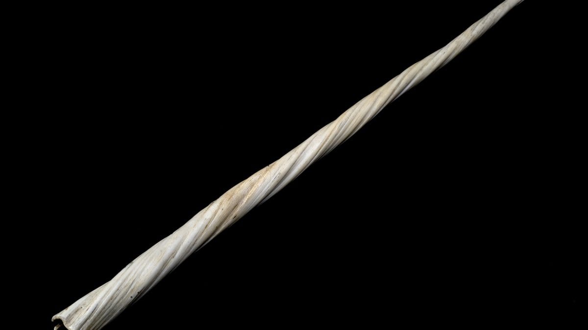 A long narwhal tusk with a left-handed spiral groove running along its length