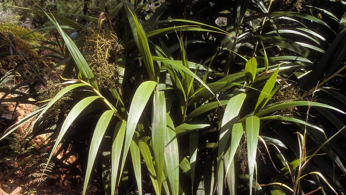 Long pleated leaves and arching stems of Joinvillea ascendens, a tall tropical plant of wet forest understorey