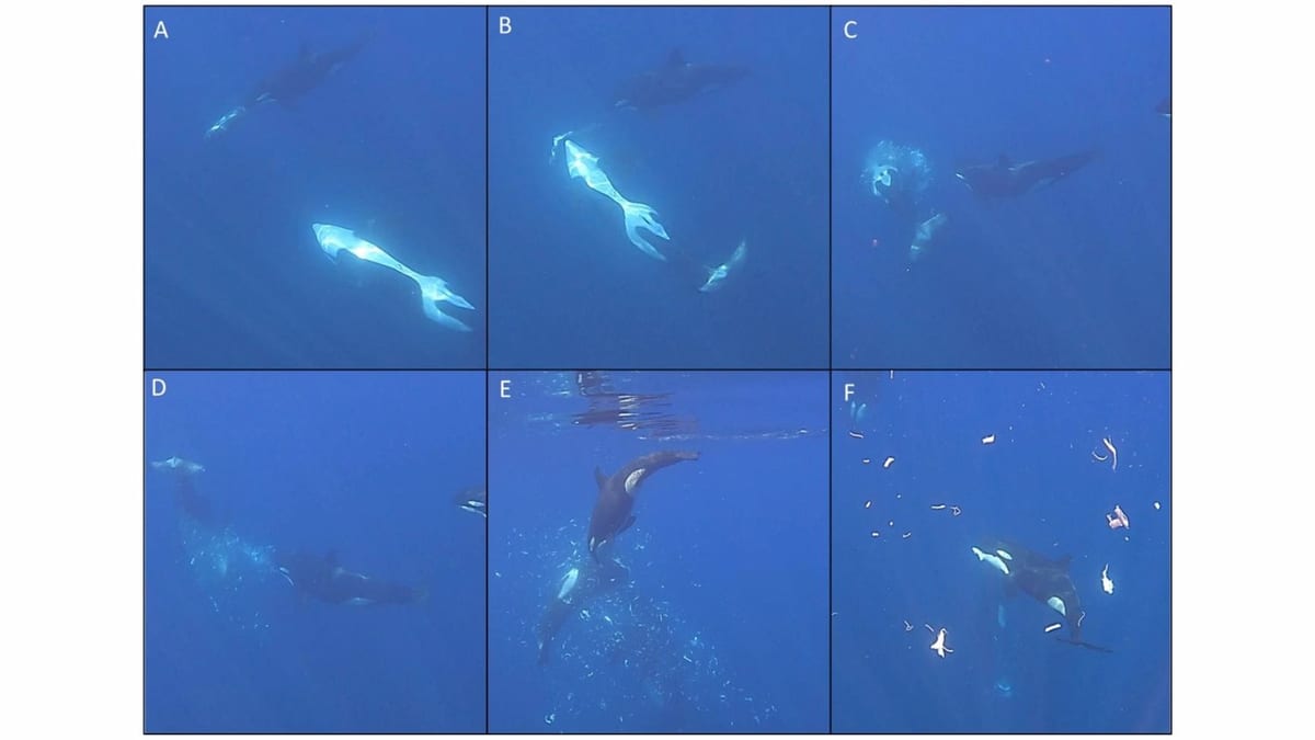 Six underwater panels: an orca carries a pale sharptail sunfish, a second orca strikes it, and a juvenile orca swims among the scattered fragments