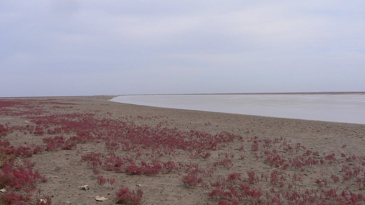 Red Suaeda salsa plants spreading across a bare tidal flat beside an estuary channel on the coast at Panjin, Liaoning, China