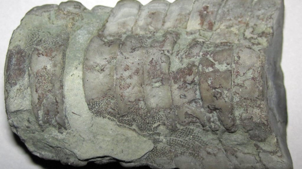 A ridged fossil nautiloid shell lying on a pale surface, its chambers marked out along the shaft and patches of fine, honeycomb-textured bryozoan colonies grown across it.