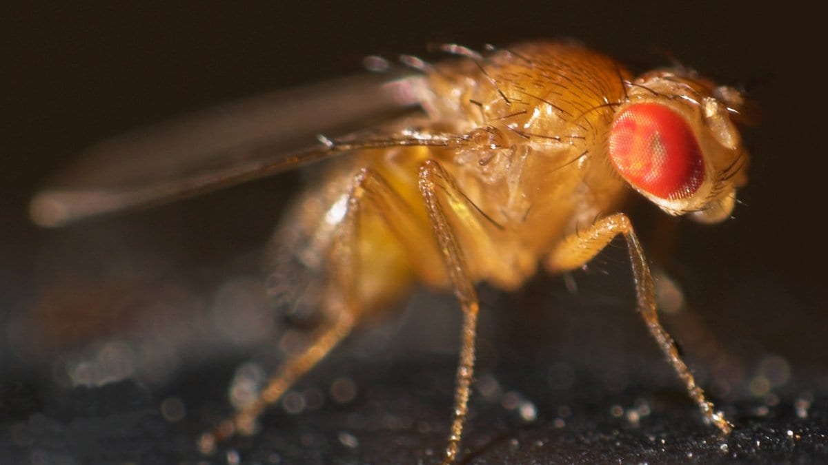 Close-up photograph of a fruit fly, Drosophila melanogaster, with red compound eyes and a striped abdomen