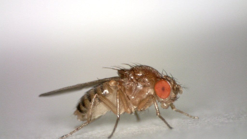 Close-up photograph of a female fruit fly in profile on a pale surface, its red compound eye, head bristles and folded wing clearly visible.