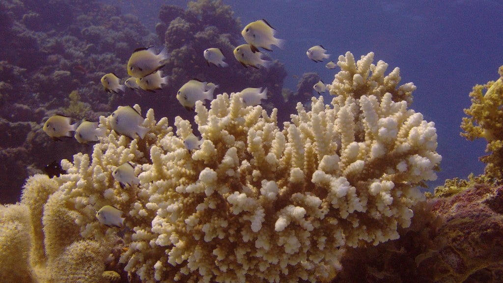 A table of branching Acropora coral in clear water with a small Arabian damselfish above it.
