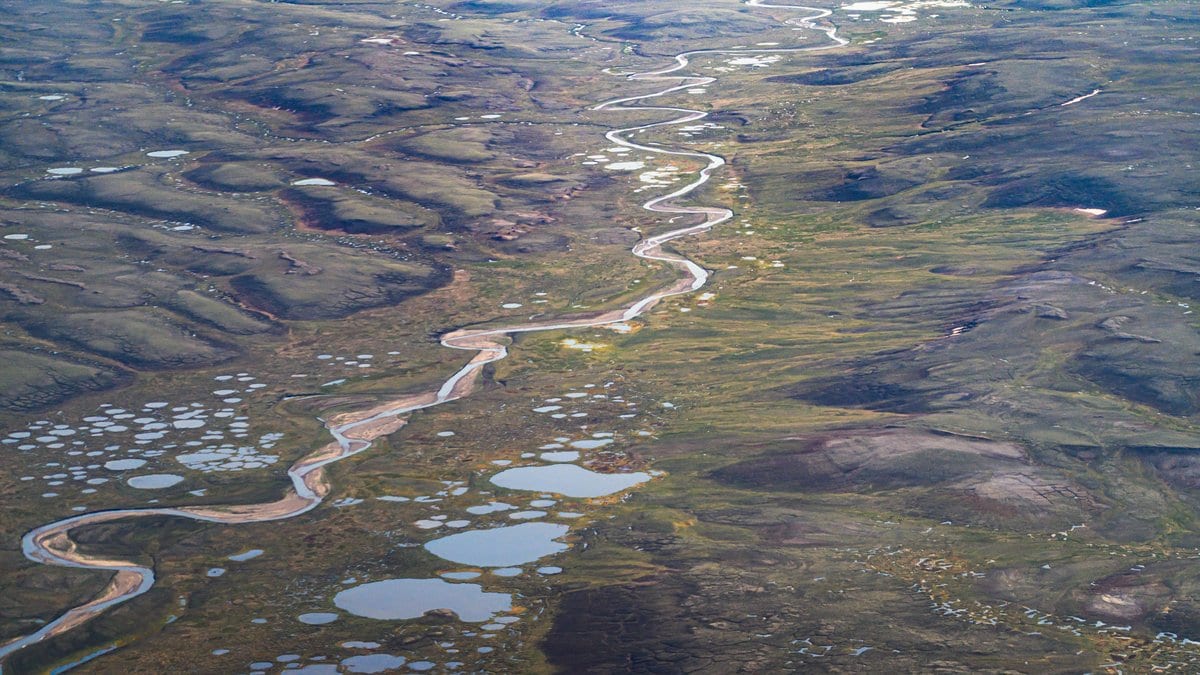 Aerial view of Arctic tundra dotted with hundreds of small ponds and crossed by pale meandering streams.