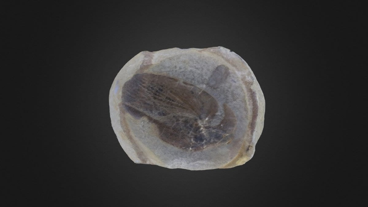 A dark oval fossil insect preserved in a pale grey rock nodule, photographed against a black background.