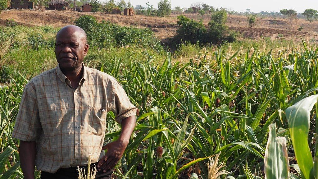 A farmer standing among tall maize plants in a smallholder field in Malawi.