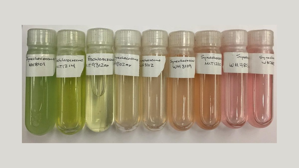 A row of nine labelled laboratory culture tubes holding marine cyanobacteria, their contents shading from bright green through pale yellow to pink.