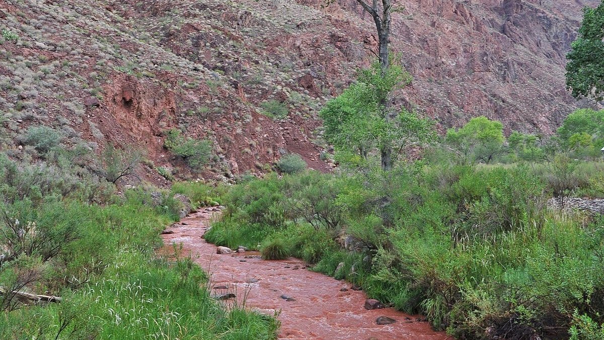 Bright Angel Creek running thick with red-brown sediment through the inner Grand Canyon, hemmed by green streamside vegetation below steep rock walls.