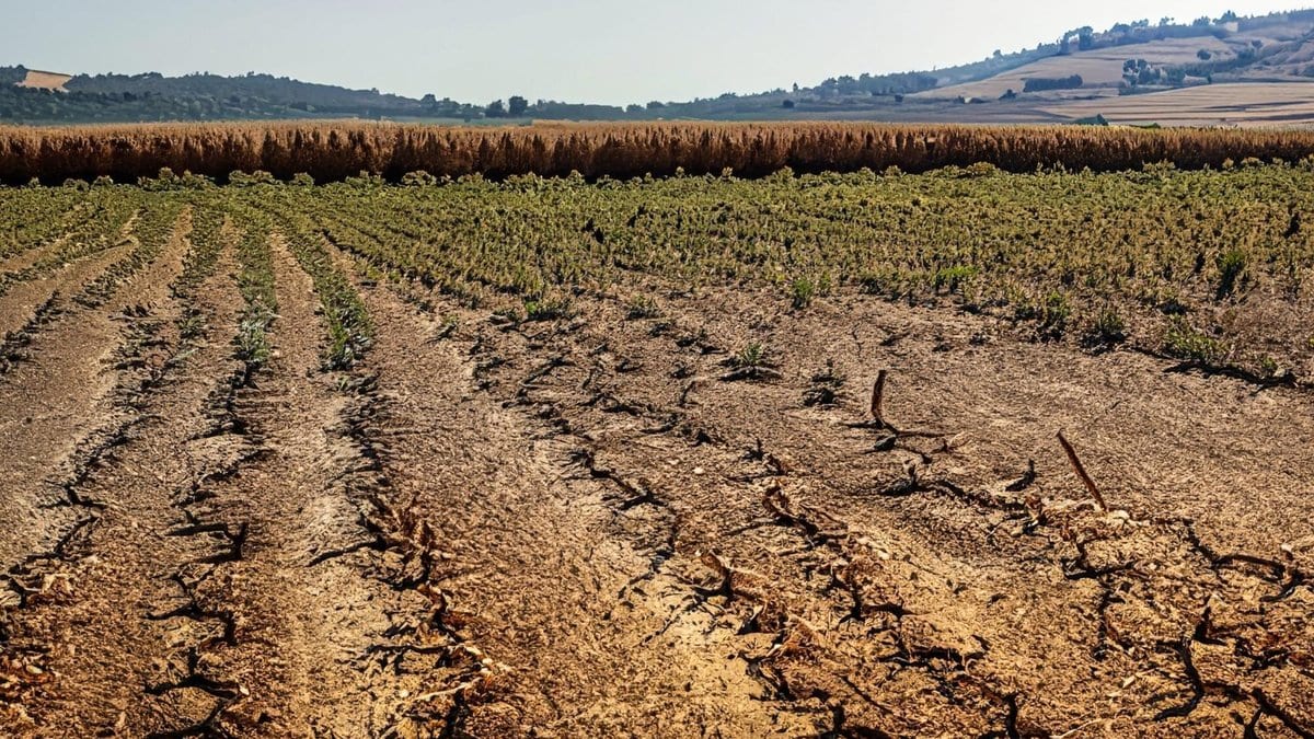 Cracked, parched bare soil in the foreground of a farm field, with rows of stunted, drought-stressed crops and dry hills behind