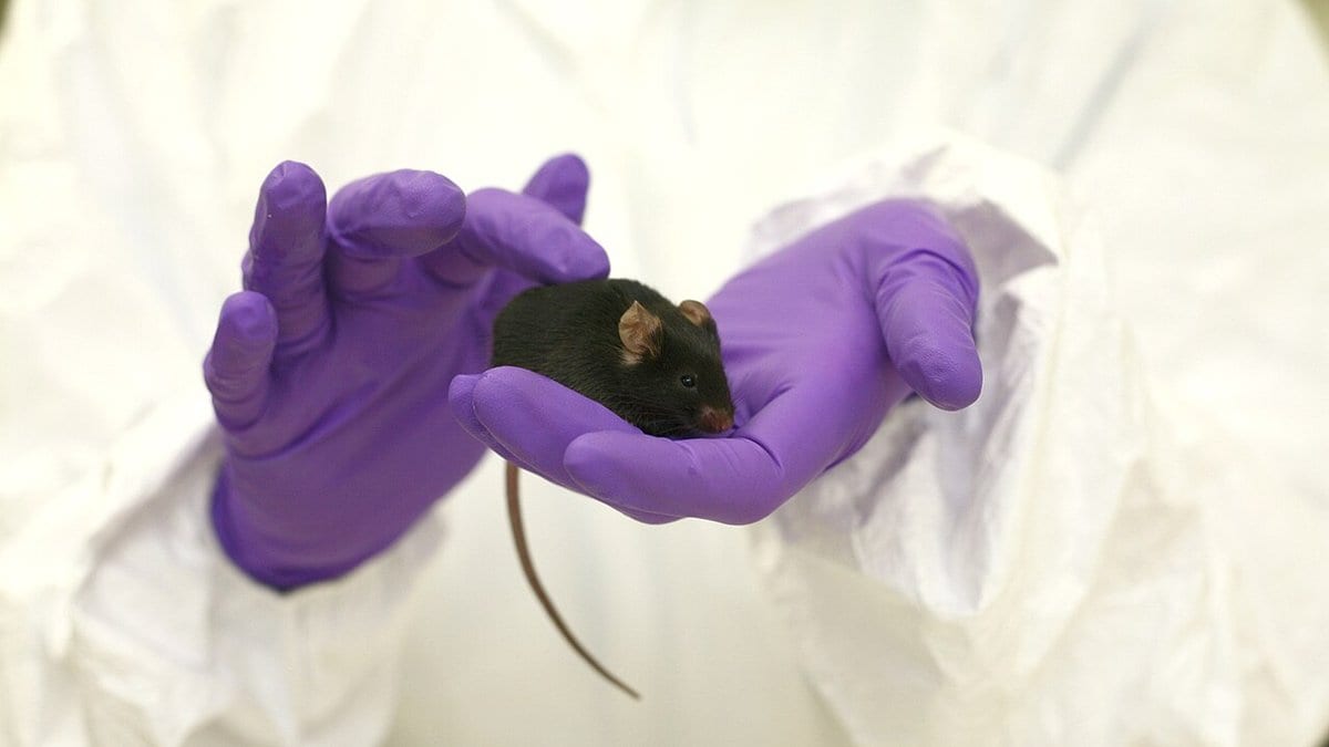 A small black laboratory mouse sitting on the purple-gloved hand of a researcher wearing a white coverall.
