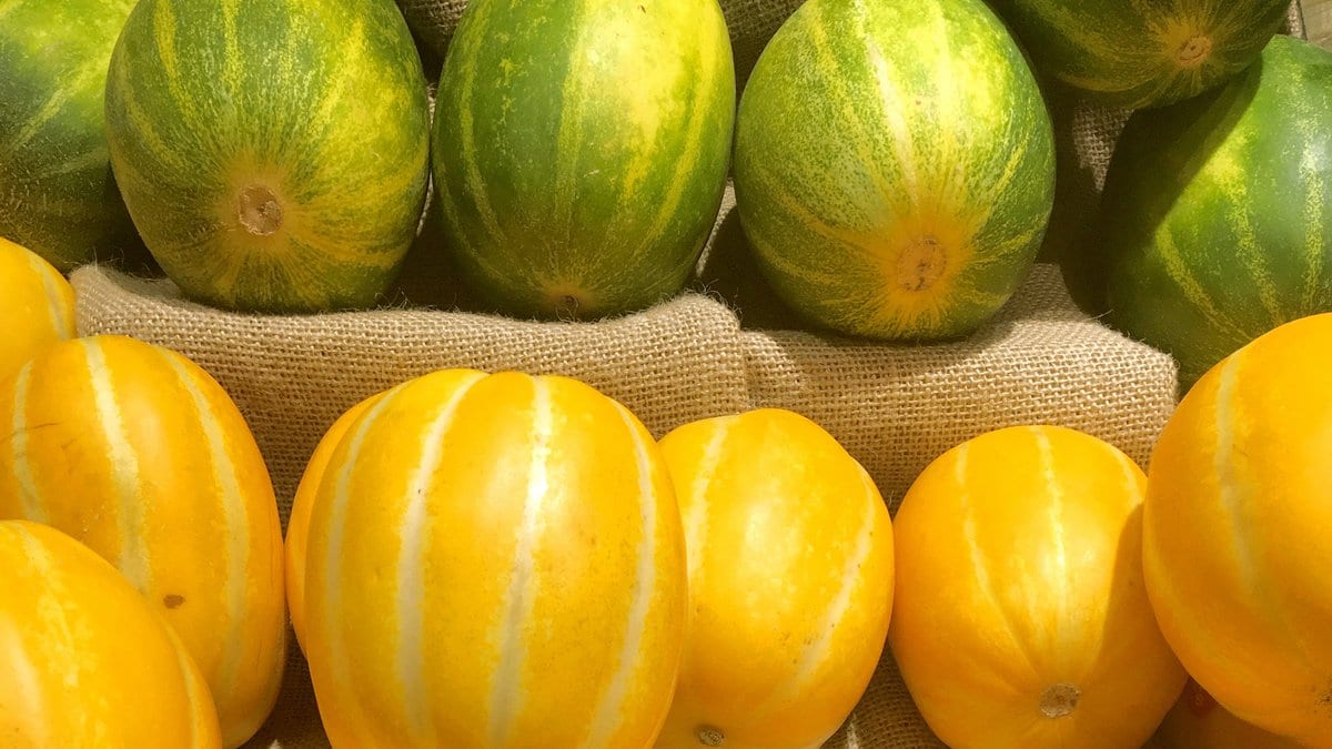Ribbed yellow Korean chamoe melons stacked on burlap, with green-striped melons of the same thin-skinned East Asian type in the row above