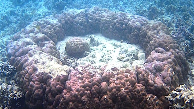 Underwater photograph of a ring-shaped coral microatoll: a raised rim of living brown coral surrounding a flat, pale dead centre on a shallow reef.
