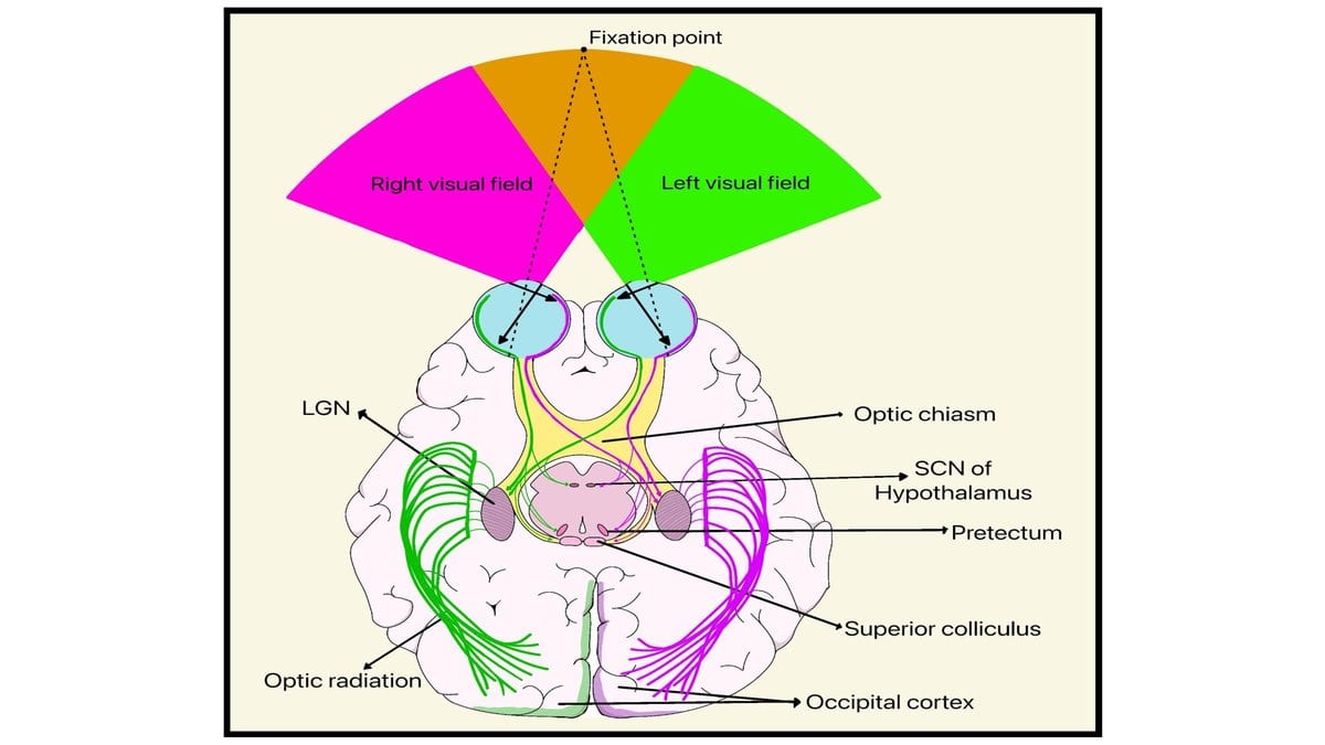 Anatomical diagram of the human visual pathway: colored left and right visual fields fan out from a fixation point, pass through the eyes and optic chiasm to the lateral geniculate nucleus, then along the optic radiation to the occipital cortex.