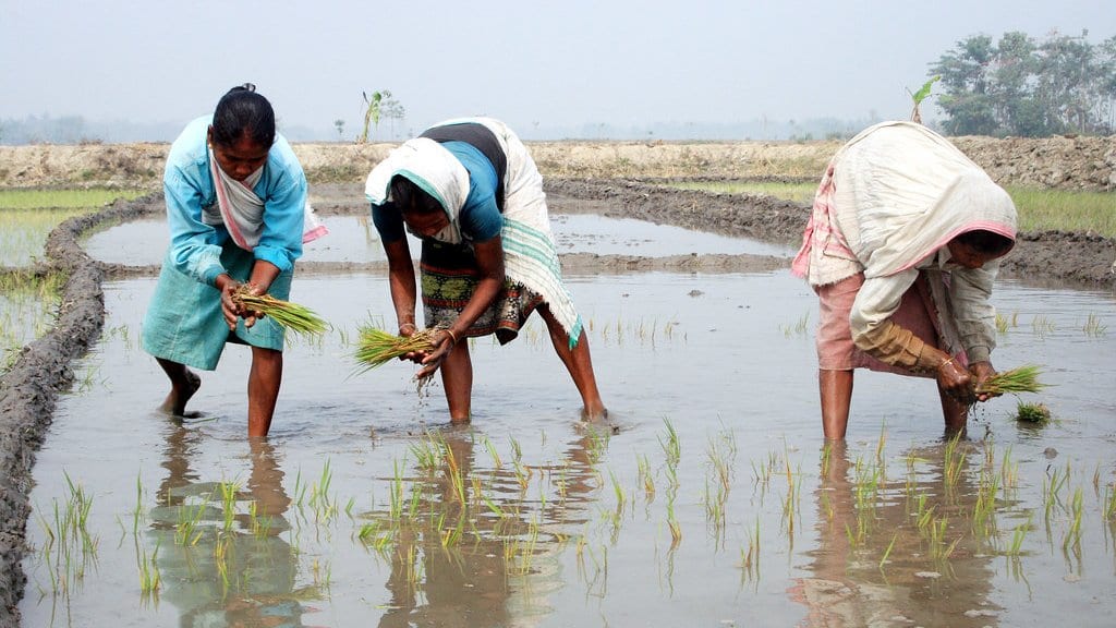 Three farm workers bend over a flooded rice paddy in India, pressing green seedlings into the shallow water, with rows of young rice already standing in the field.