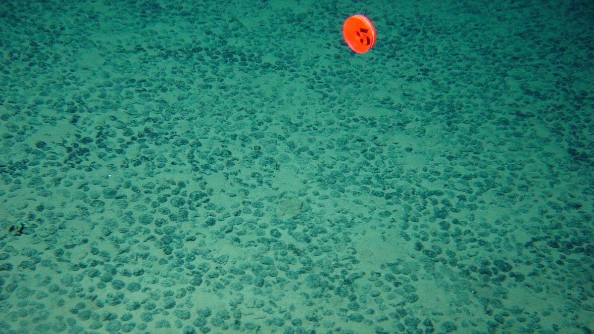 A dense field of dark, potato-size polymetallic nodules scattered across pale abyssal seabed sediment, with an orange survey float sitting on the bottom.