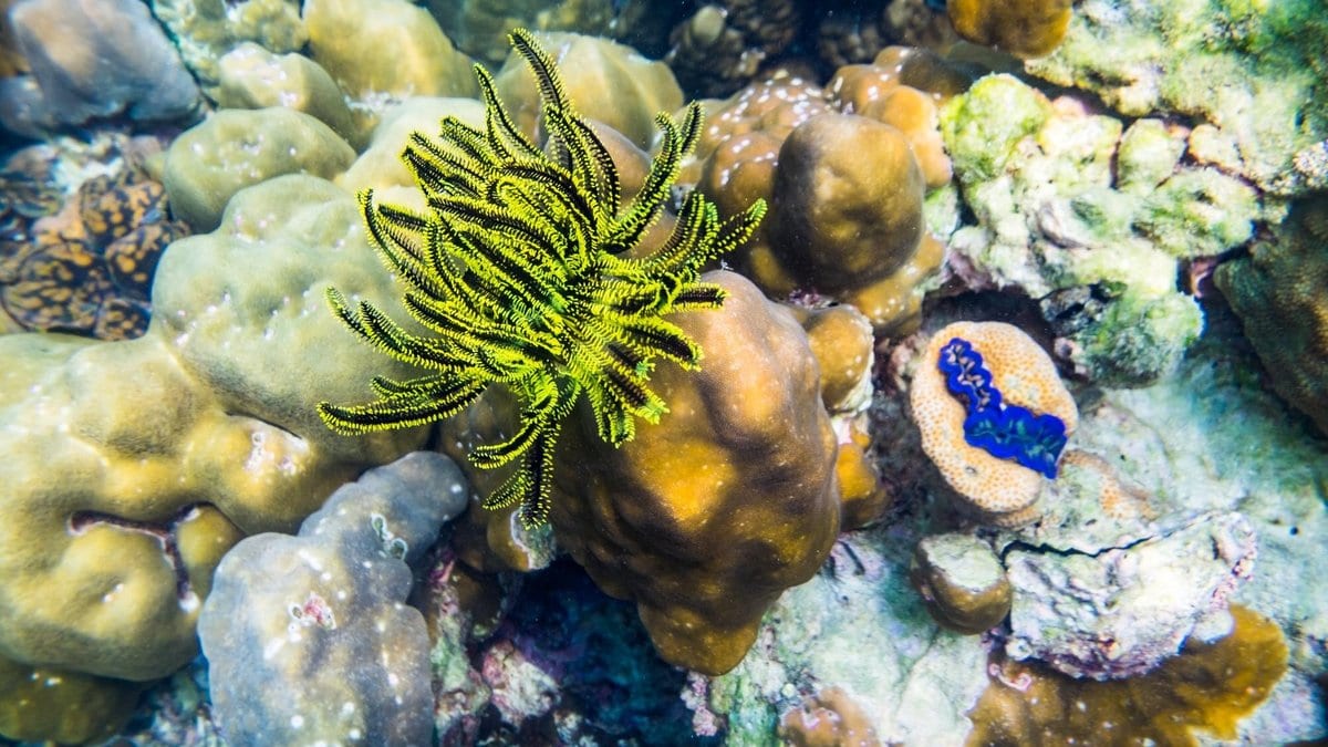 Underwater photograph of a shallow tropical reef built from rounded boulder corals in yellow, olive and brown, with a green feather star perched on one colony.