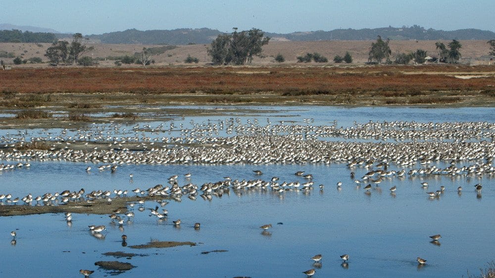 A shallow estuary at low tide, with hundreds of shorebirds standing on mudflats and in shallow water, salt marsh and low hills behind.