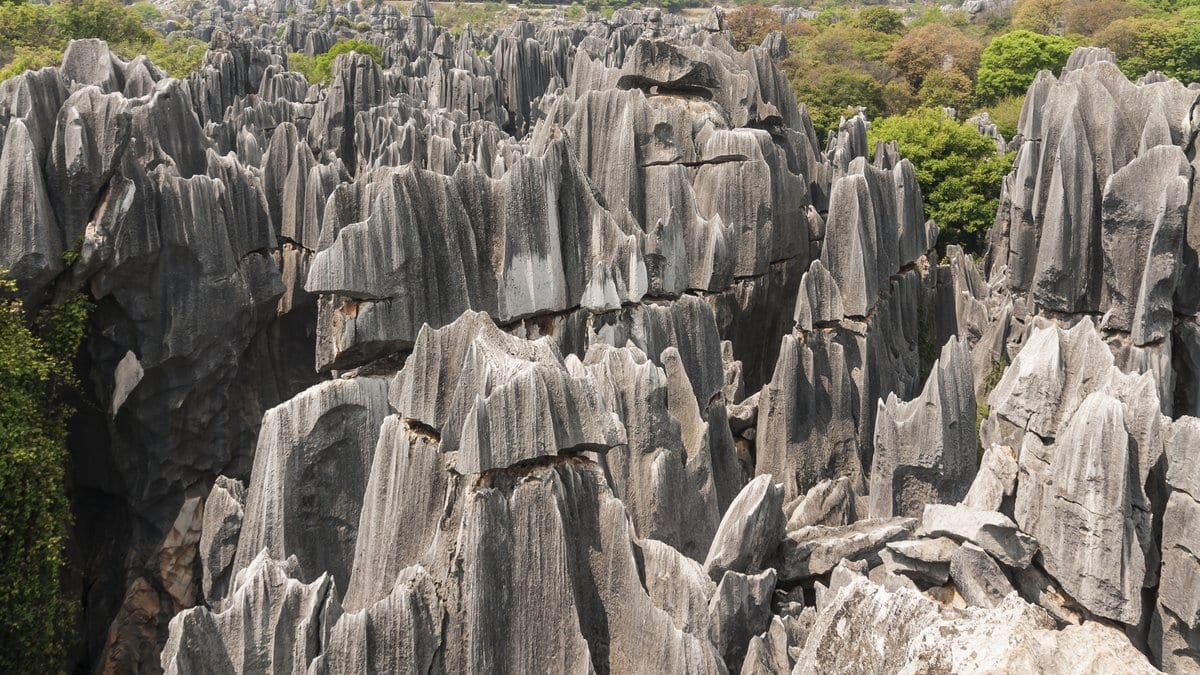 A dense field of grey limestone pinnacles rising above green trees, seen from a viewpoint above.