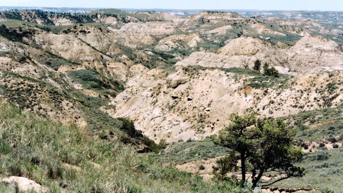 Eroded pale badlands ridges with green sagebrush and a juniper tree in the foreground, under a hazy sky.
