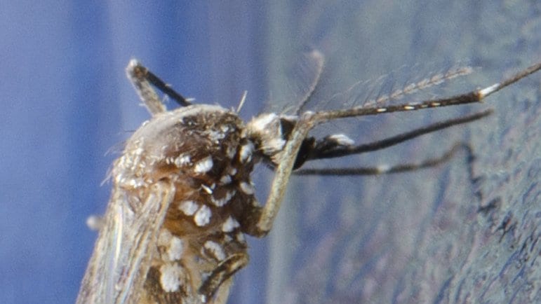 Macro photograph of an Aedes aegypti mosquito, showing its head, feathery antennae and white-scaled thorax against a blue background.