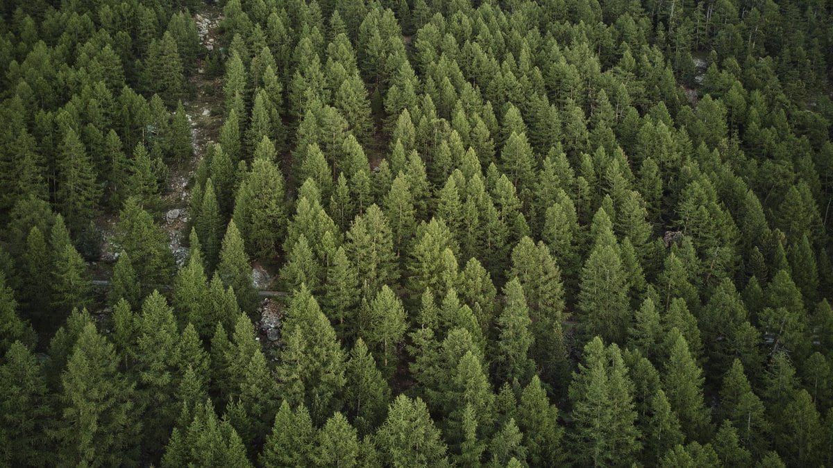 Aerial view of a dense stand of larch trees covering a mountain slope in the Swiss Alps.