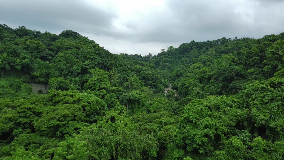 Aerial photograph of dense green forest canopy covering steep hills under an overcast sky.