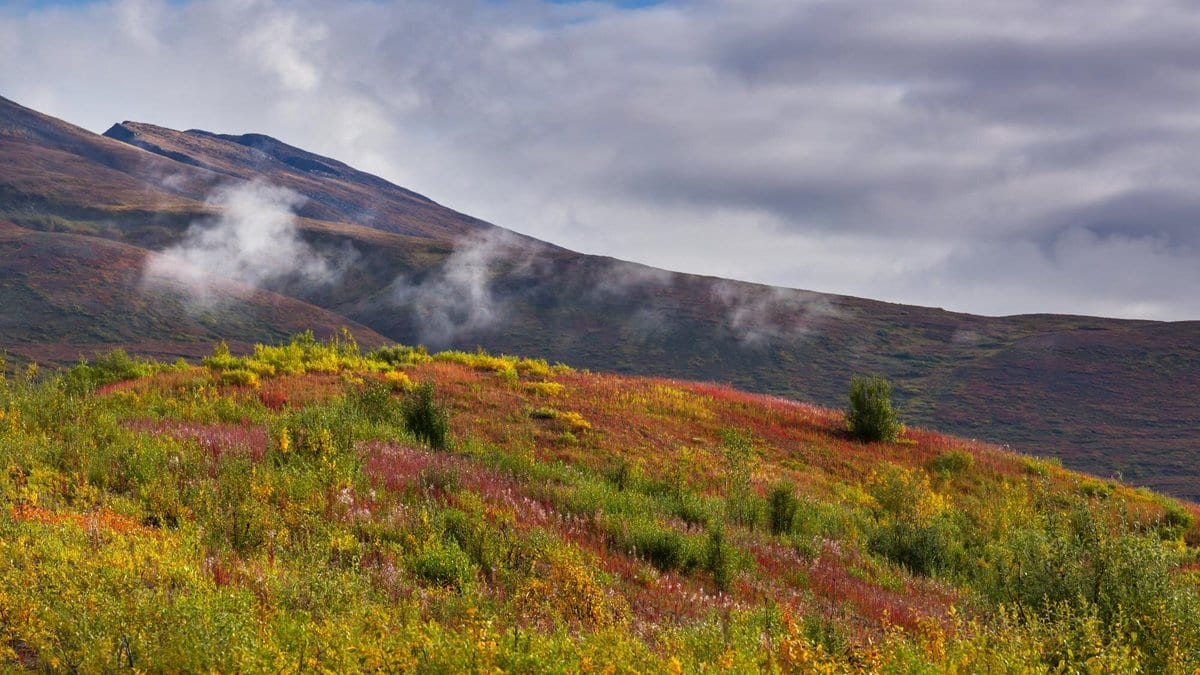 Low shrubs and scattered small conifers in fall color covering an Arctic tundra slope, with a cloud-draped mountain ridge behind