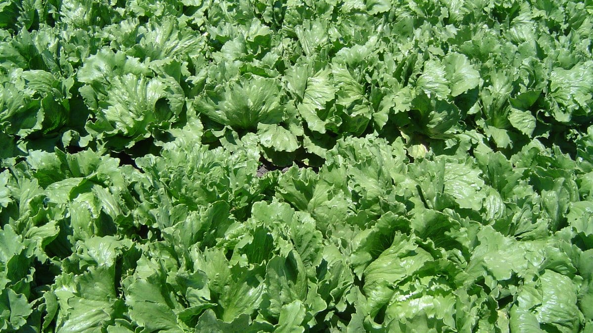 A dense commercial field of iceberg lettuce, rows of tightly packed green heads filling the frame.