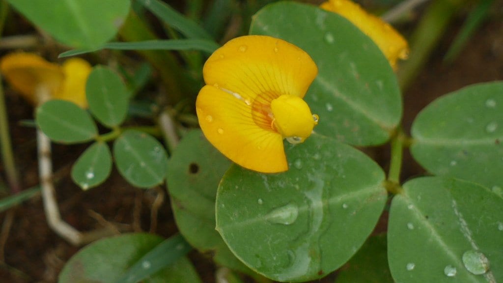 A yellow peanut flower opening among the green oval leaves of a cultivated peanut plant growing in reddish soil.