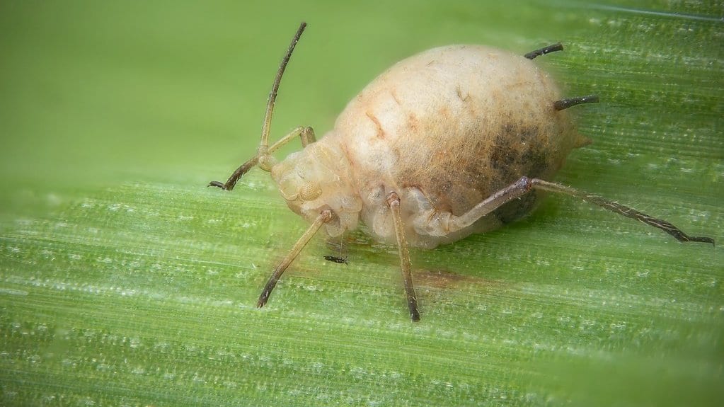 Close-up of a swollen, pale tan aphid mummy on a green leaf, with a parasitoid wasp larva developing inside it.
