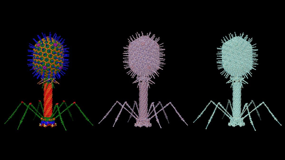 Three side-by-side computer models of bacteriophage T4, each with a rounded head, a straight tail and six jointed tail fibers, against a black background.