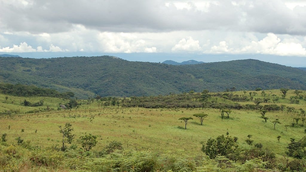 Rolling green grassland on the Nyika plateau in northern Malawi, with forested hills and heavy cloud beyond.