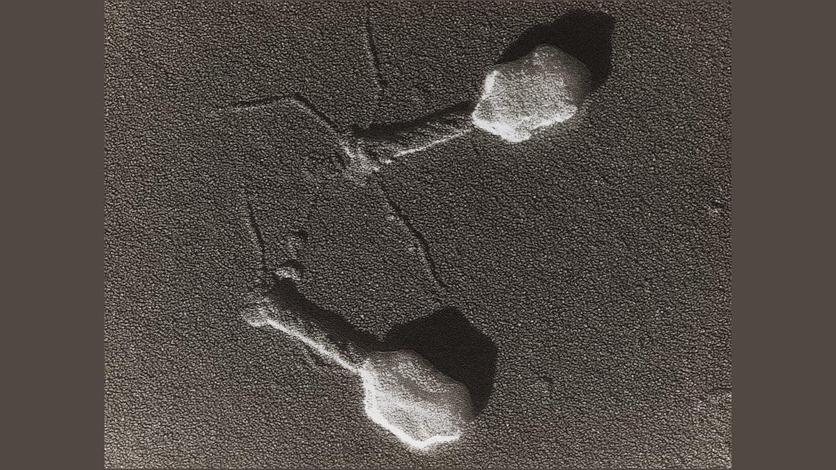 Electron micrograph of two bacteriophages, each with a polygonal head, a straight tail and thin tail fibers, on a grainy gray background.