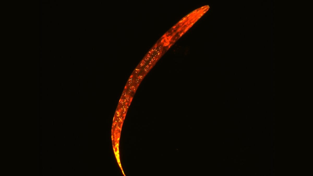 A fluorescently labeled Caenorhabditis elegans roundworm curving across a black background, its body glowing orange.